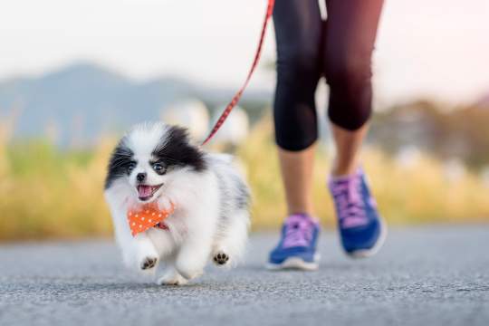 Best Small Dog Breeds for Runners