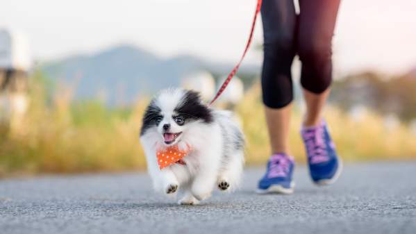 Best Small Dog Breeds for Runners