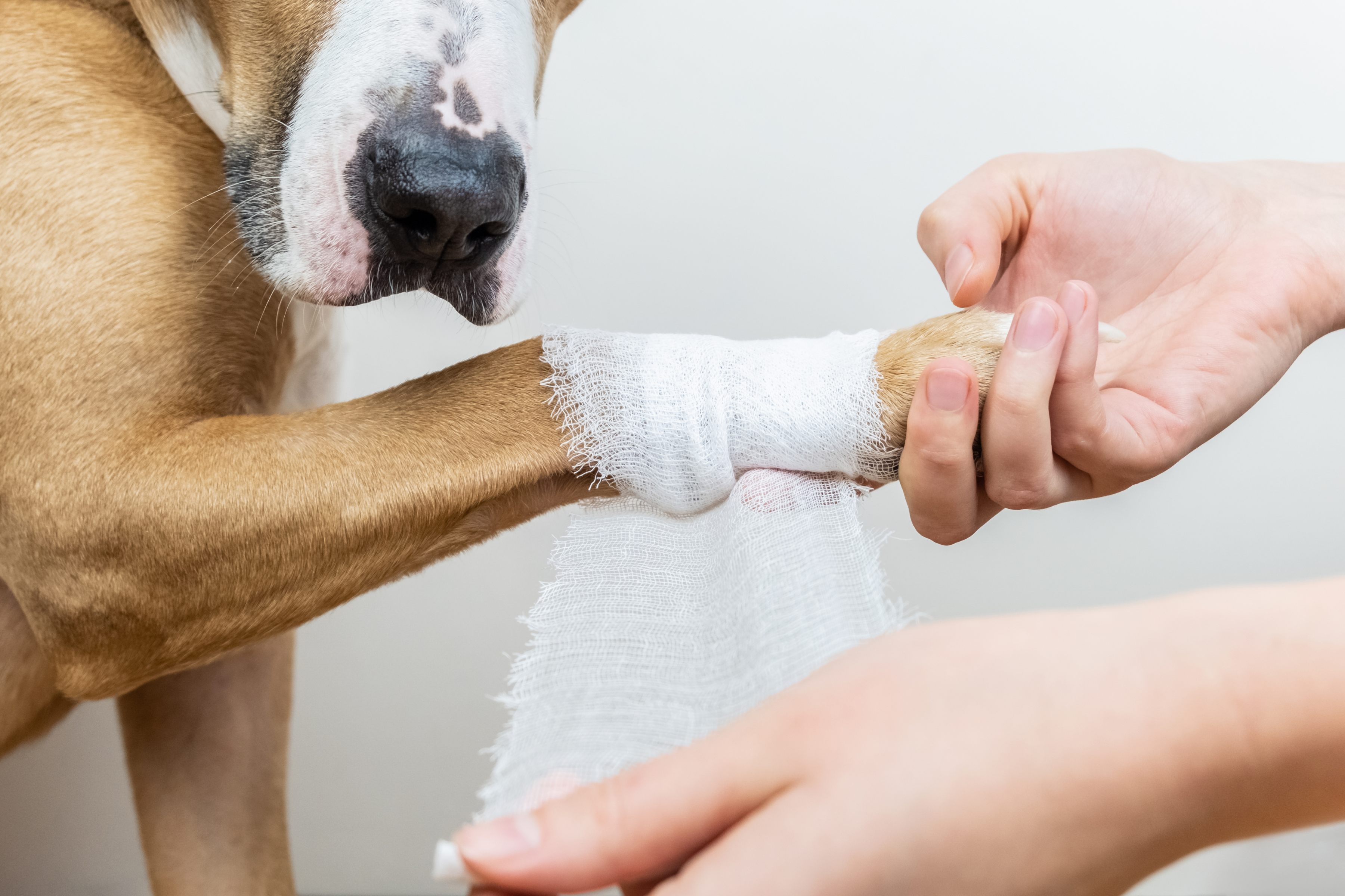 how to treat dog foot pad injury