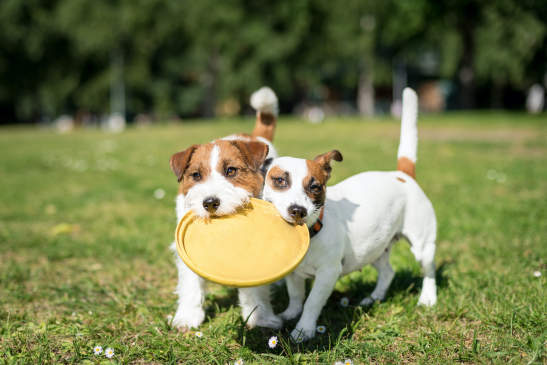 Canva - Two Jack Russell Terrier dogs