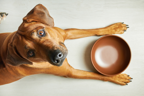 Is A Raw Food Diet Good For Dogs? What About Cats?