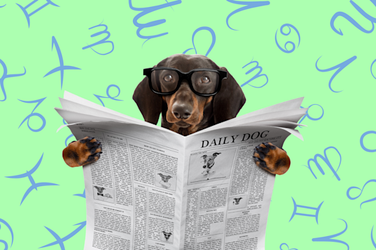 Your Dog's Weekly Horoscope 2020: February 10-16