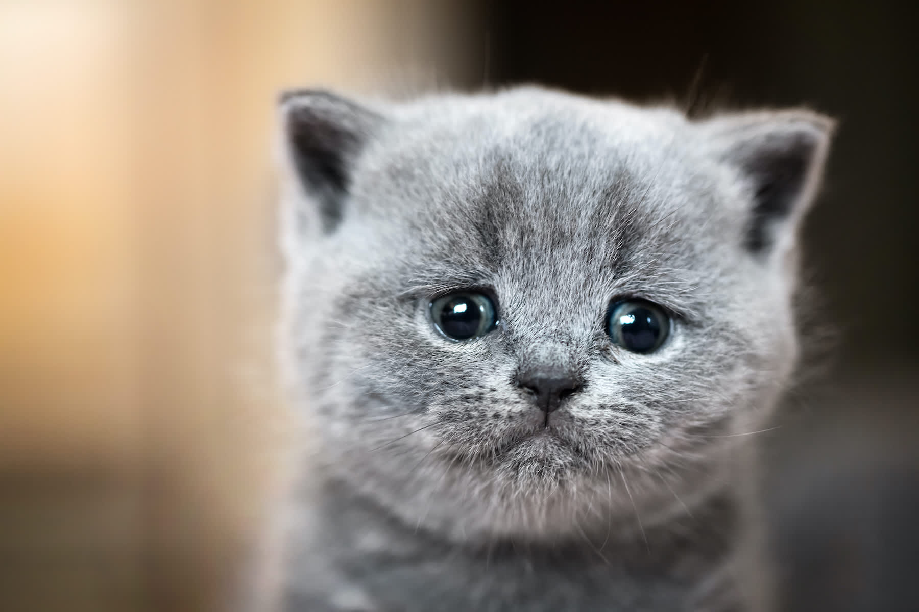 Canva - Cute kitten portrait. British Shorthair cat