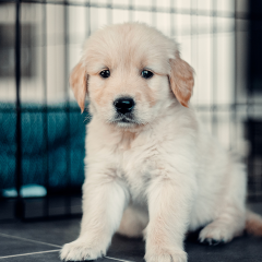 What To Do When Your Puppy Has Diarrhea: Causes & Solutions