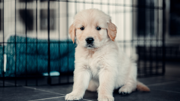What To Do When Your Puppy Has Diarrhea: Causes & Solutions