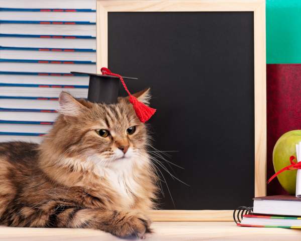 How Smart Is My Cat? Cat Intelligence And How We Measure It