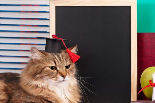 How Smart Is My Cat? Cat Intelligence And How We Measure It