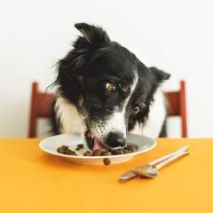 Does My Dog Have Food Allergies? How Do I Treat Them?