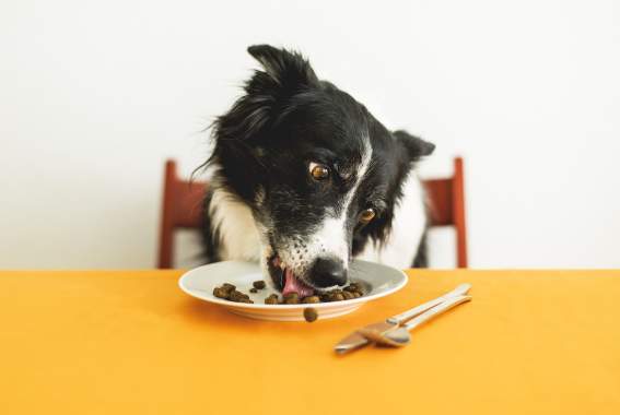 Does My Dog Have Food Allergies? How Do I Treat Them?
