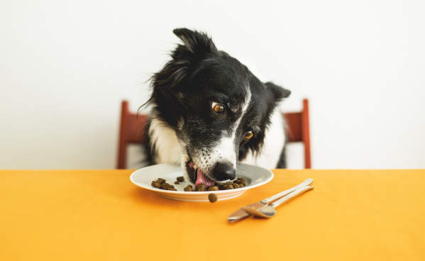 Does My Dog Have Food Allergies? How Do I Treat Them?