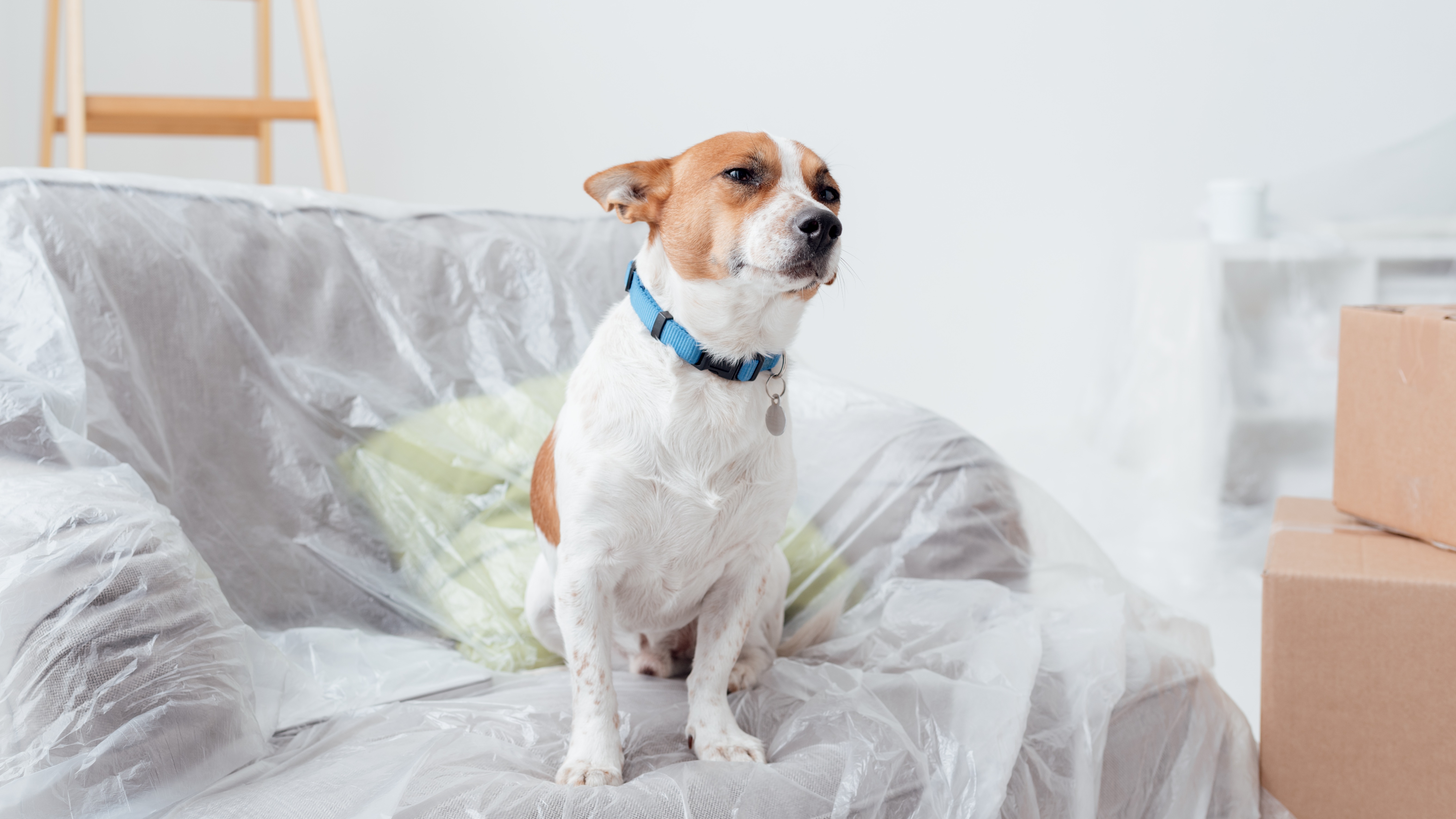 The Vanderpump-Approved Guide To Dog Adoption