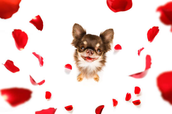 Canva - Happy Valentines Dog
