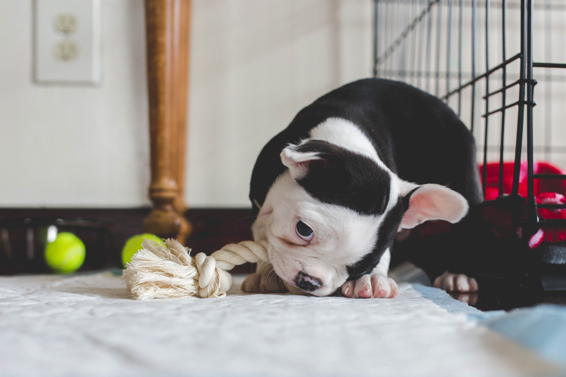 Puppy Teething Toys: Pick the Best Chew Toys for Puppies