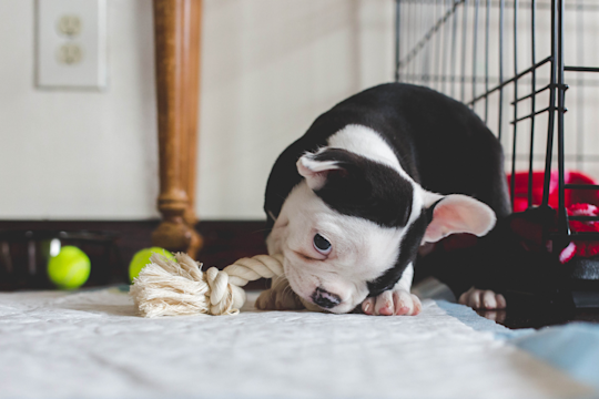 Best Teething Toys For Puppies In 2025