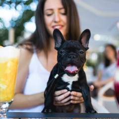 10 Best Pet-Friendly Restaurants And Bars In San Francisco