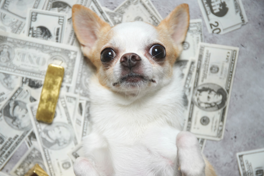 7 Hacks To Save You Money At The Vet