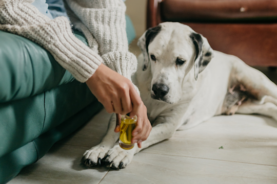 Essential Oils For Fleas & Ticks: Is It Safe?