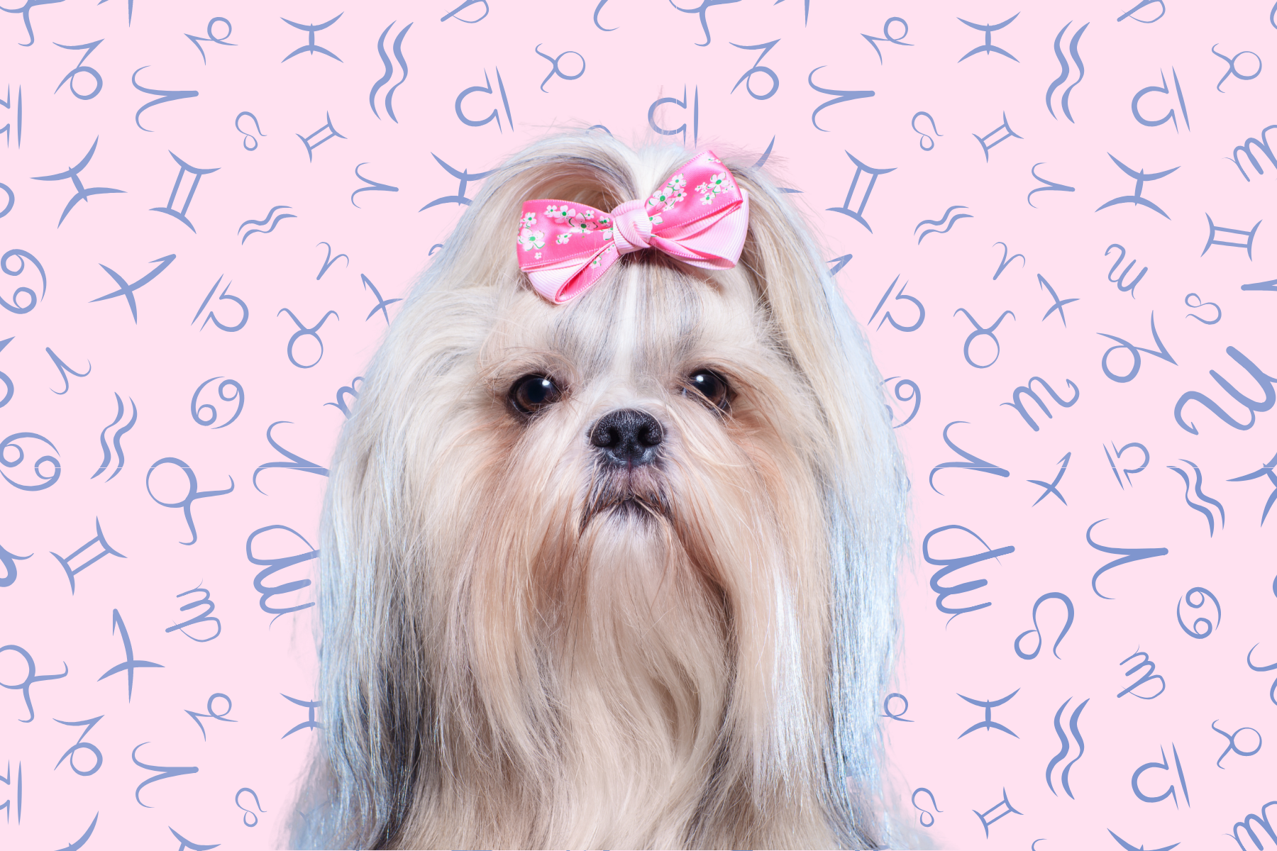 Your Dog's Weekly Horoscope 2020: March 9-15