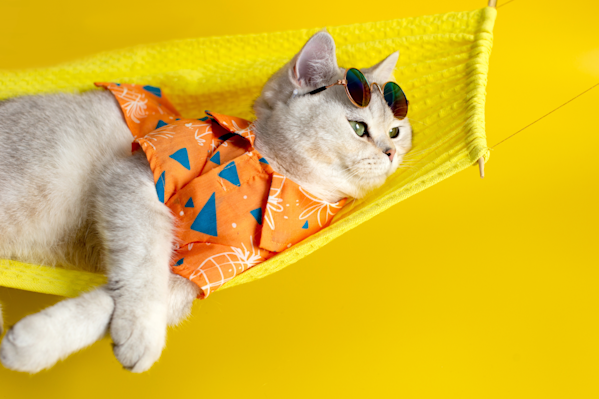 11 Human Foods That Are Toxic To Cats