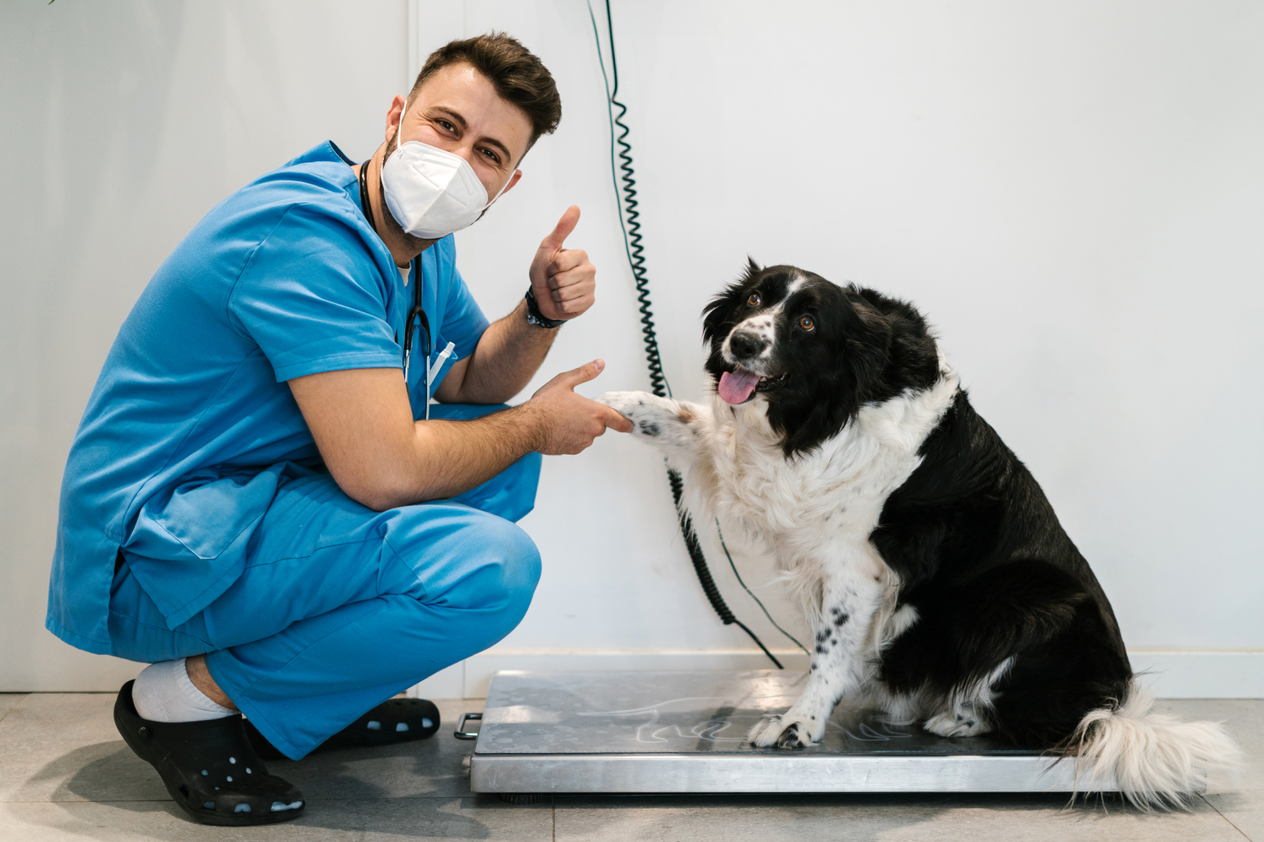 How To Help My Dog Lose Weight Safely