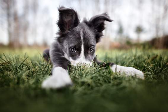 What To Do When Your New Puppy Isn't Eating