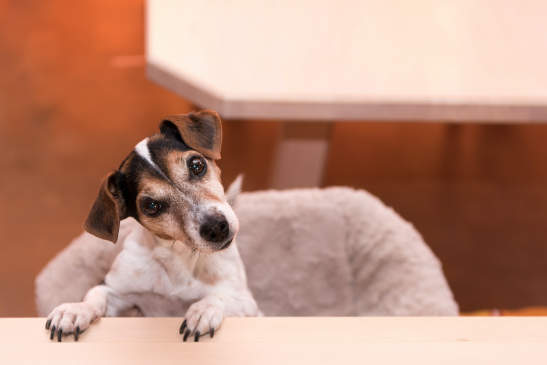 Canva - cute little naughty fricolor Jack Russell Terrier dog is standing on his hind legs - hair style smooth