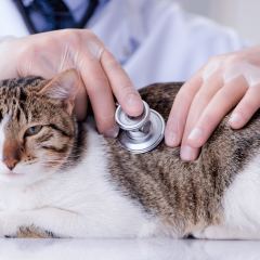 How Often Do You Take A Cat To The Vet?