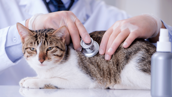 How Often Do You Take A Cat To The Vet?