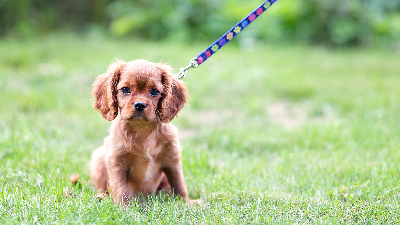 get puppy to walk on leash