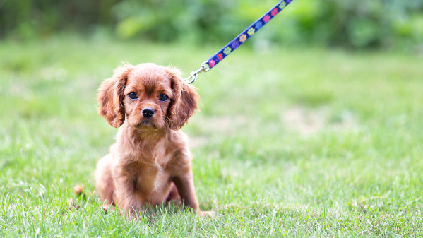 How To Leash Train A Dog Or Puppy
