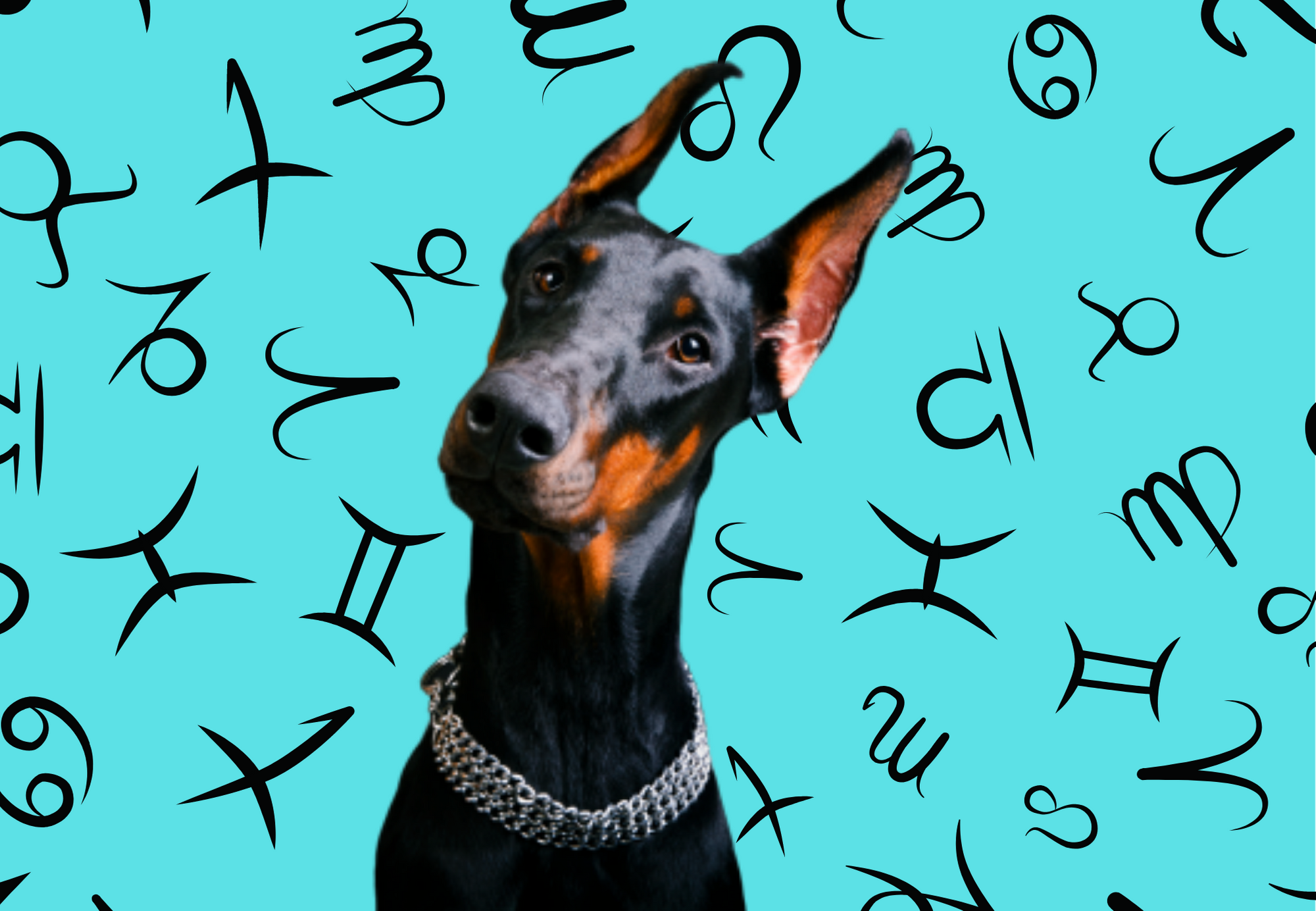 your-dog-s-weekly-horoscope-2020-january-20-26