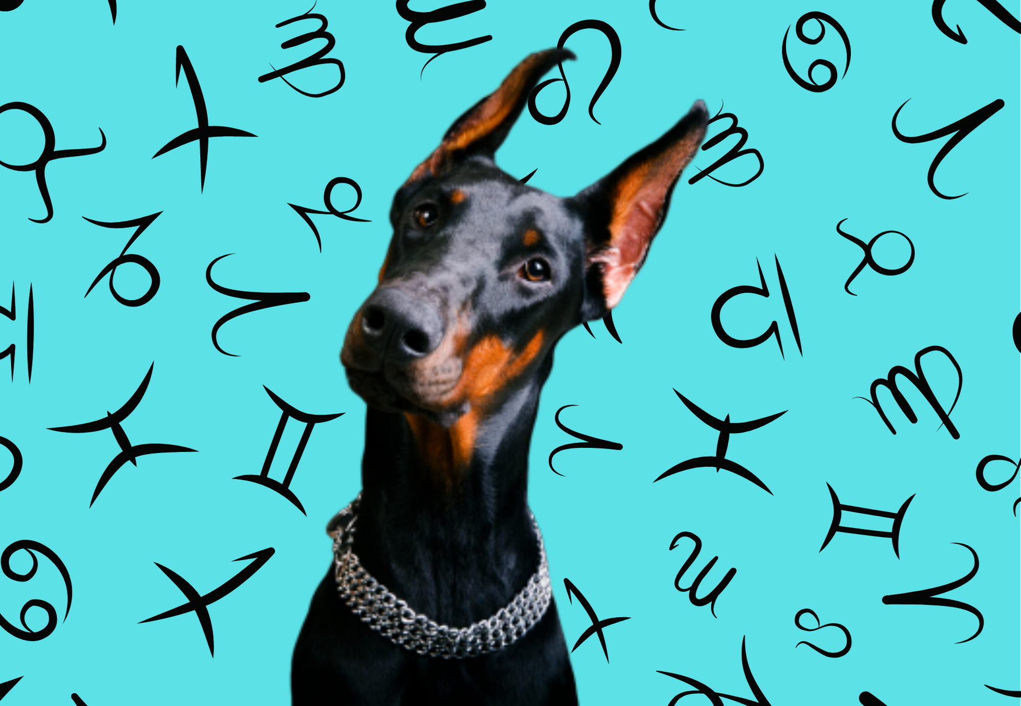 Your Dog's Weekly Horoscope 2020: January 20-26