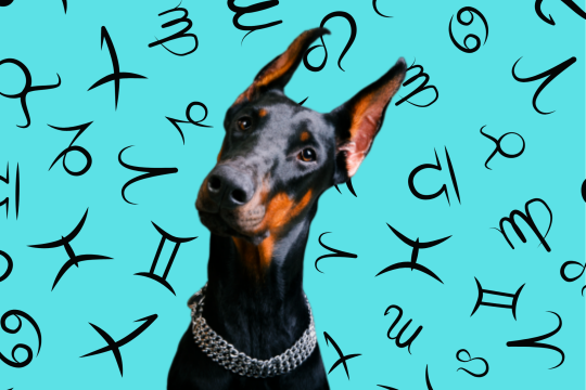 Your Dog's Weekly Horoscope 2020: January 20-26
