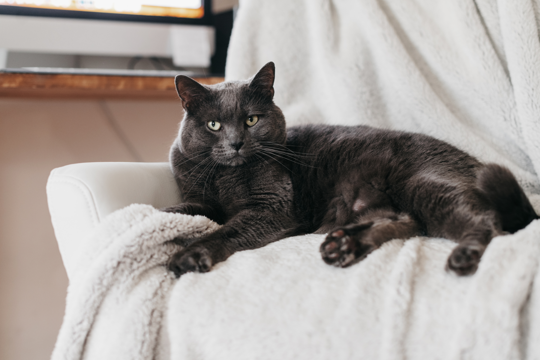 5 Things Your Senior Cat Needs