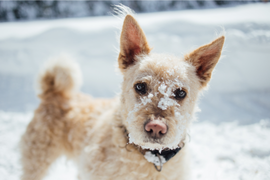 Cold Weather Safety Tips For Pets