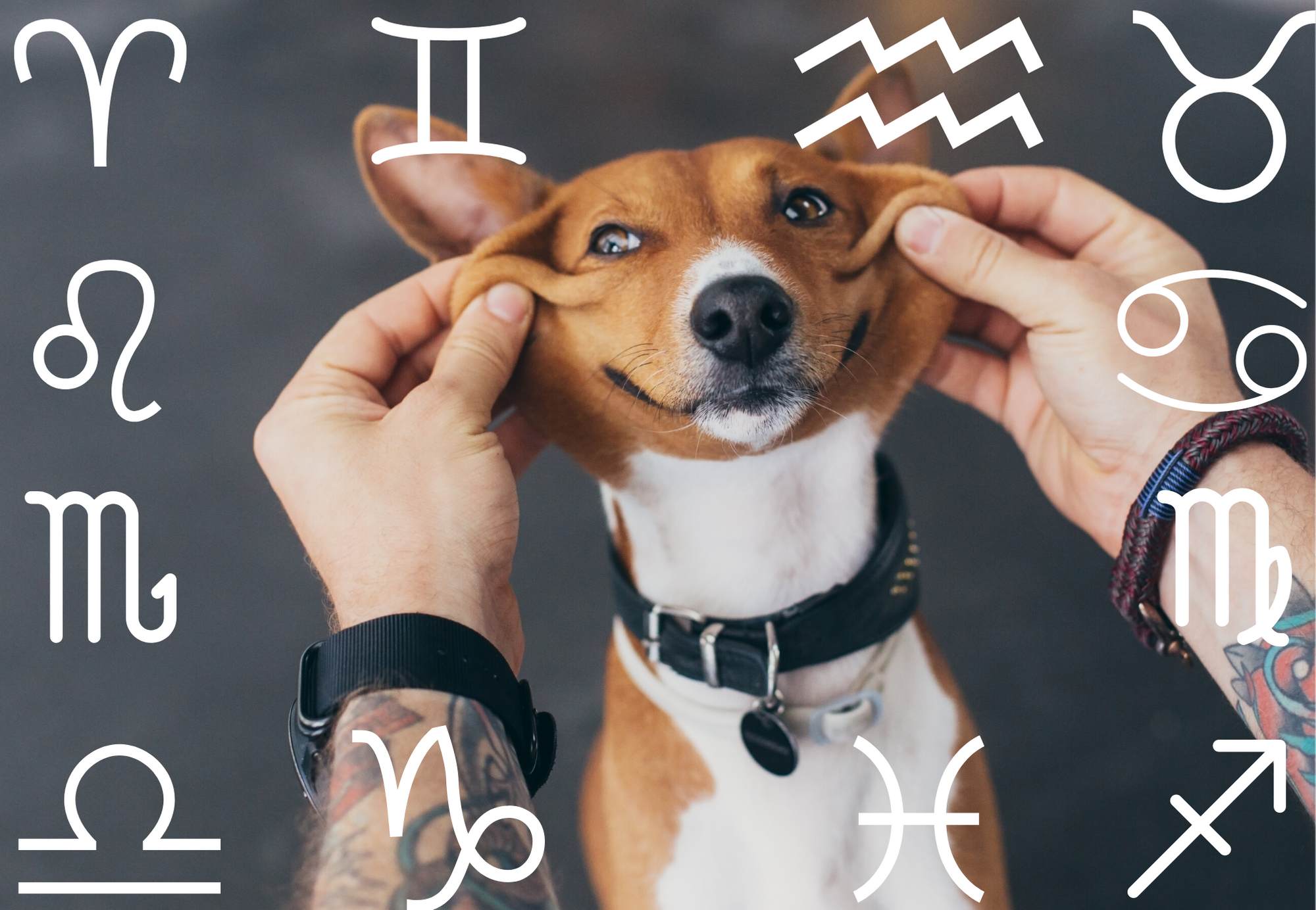 Your Dog's Weekly Horoscope 2019: November 25-December 1