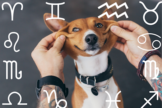 Your Dog's Weekly Horoscope 2019: November 25-December 1