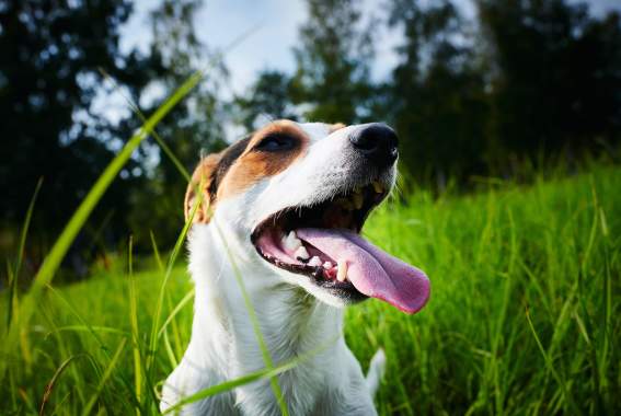 Does Your Dog's Breath Smell? How To Actually Enjoy Your Dog Licking You Again