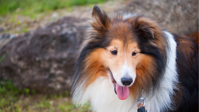 shetland sheepdog - best dog breed for cats - Pawp