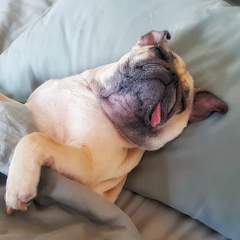 Is My Dog Sleeping Too Much? What A Healthy Sleep Routine Looks Like