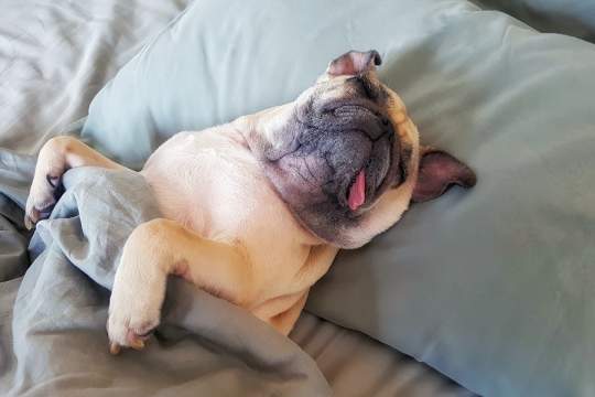 Is My Dog Sleeping Too Much? What A Healthy Sleep Routine Looks Like