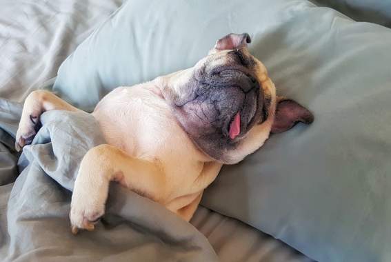 Is My Dog Sleeping Too Much? What A Healthy Sleep Routine Looks Like