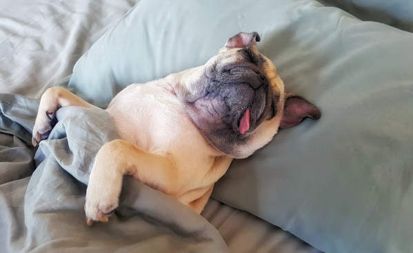 Is My Dog Sleeping Too Much? What A Healthy Sleep Routine Looks Like