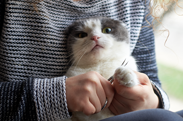 How To Clip Cat Nails 101