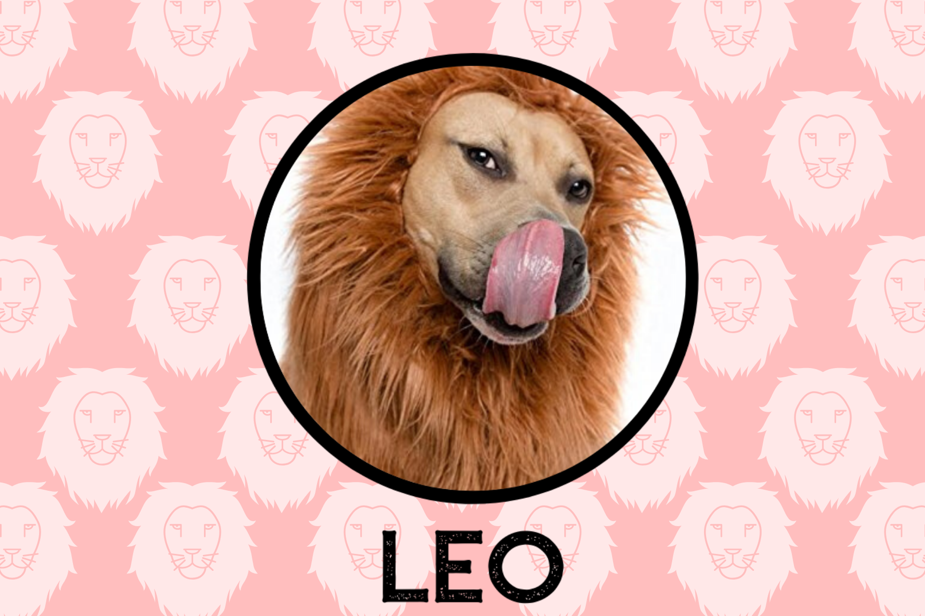 Leo Dog Personality: What Being A Leo Says About Your Dog