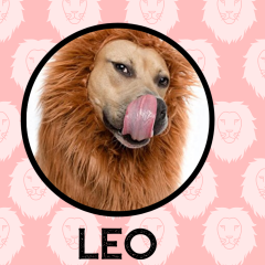 Leo Dog Personality: What Being A Leo Says About Your Dog