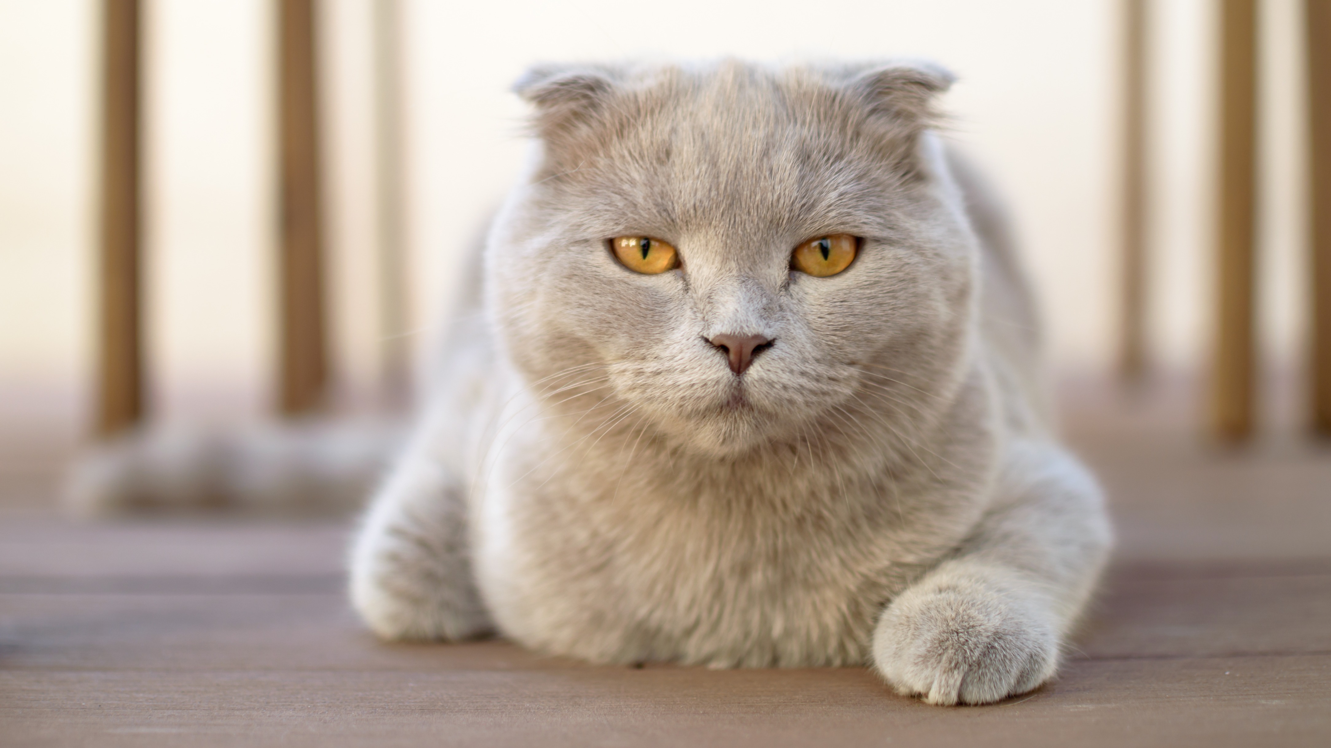 The 7 Best Cat Breeds With The Most Personality