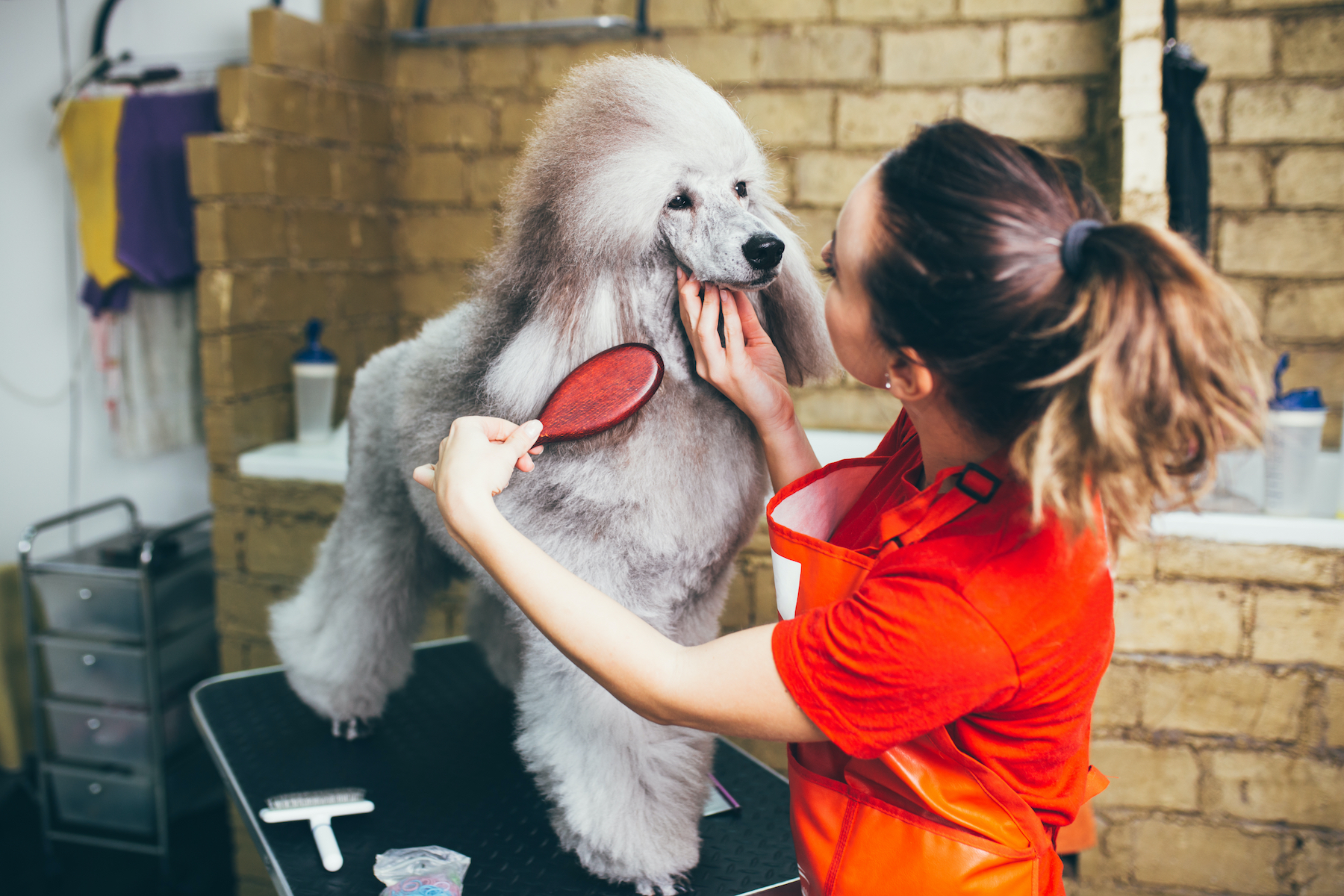 New york dog store wash