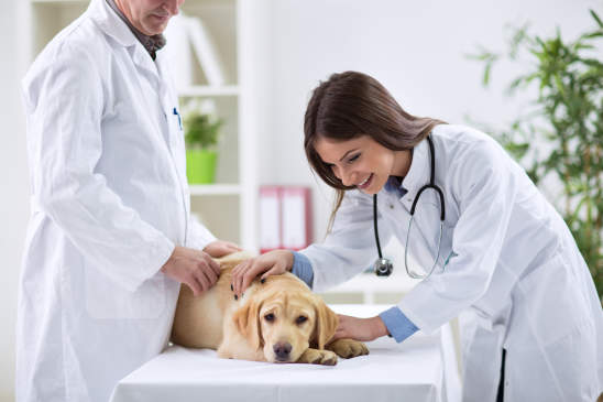 Canva - Teamwork veterinarian examining the dog