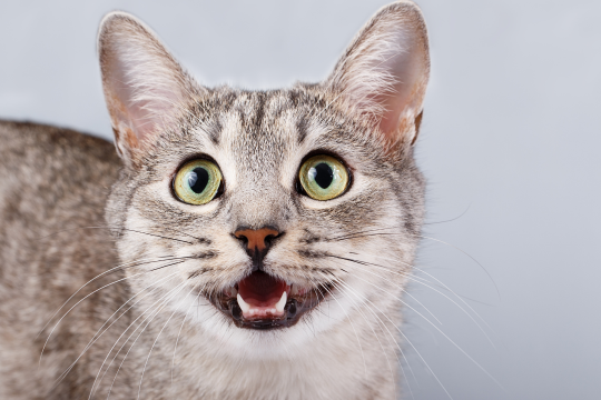 8 Common Cat Noises & What They Really Mean